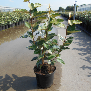 Elaeagnus 'Compacta'